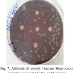 Figure 7: Antibacterial activity viridians Streptococci treated by S.1 on blood agar