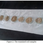 Figure 2: The examined soil samples