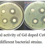 Figure 6: Anti-bacterial activity of Gd doped CeO2 nanoparticles with different bacterial strains.