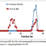 Figure 2: Atypical elution profile for the chromatography leucin-   aminopeptidase from Arachishypogaeaon L. 