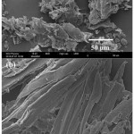 Figure 2: SEM images of all CR samples; non-pretreated (a) and CR pretreated (b) 