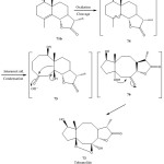 Figure 16: Biosynthesis of Tehranolide