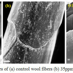 Figure 7: SEM images of (a) control wool fibers (b) 35ppm and (c) 70ppm Ag-NPs