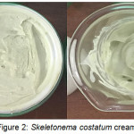 Figure 2: Skeletonema costatum cream