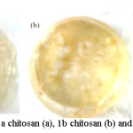 Figure 3 Film forming of 1a chitosan (a), 1b chitosan (b) and Carboxymethyl chitosan (c)