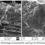 Figure 2a: SEM image of untreated SL and Fig.2 (b) SEM image of treated SL.