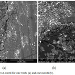 Figure 12: SEM for pure CA cured for one week (a) and one month (b).