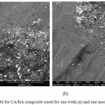 Figure 13: SEM for CA/HA composite cured for one week (a) and one month (b).
