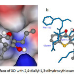 Figure 1a: Molecular surface of XO with 2,4-diallyl-1,3-dihydroxythioxanthone (5b).