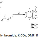 Scheme 2: Reaction conditions: i. Allyl bromide, K2CO3, DMF, RT, 24 hr.; ii. DMF, reflux, 24 hr.