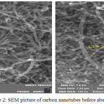 Figure 2: SEM picture of carbon nanotubes before absorption