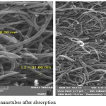 Figure 3: SEM picture of carbon nanotubes after absorption