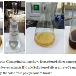 Figure 1: Color Change indicating show formation of silver nanoparticlesRosa indica leaves extracts B) 1mMSolution of silver nitrate C) and D) show change the color from pale yellow to brown.
