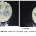 Figure 7: Antibacterial activity of Silver nanoparticles synthesied against P. aeruginosa and B. subtilis