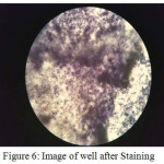 Figure 6: Image of well after Staining