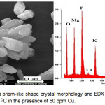 Figure 2: SEM image of a prism-like shape crystal morphology and EDX spectra obtained from the precipitates at the 30°C in the presence of 50 ppm Cu.