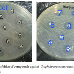 Figure 1: Zone of inhibition of compounds against   Staphylococcus aureues, Escherichia coli and Candida albican