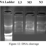 Figure 12: DNA cleavage