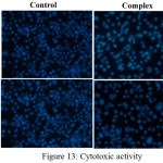 Figure 13:  Cytotoxic activity