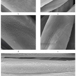 Figure 5: SEM images for a- untreated fabric and plasma treated fabric for b- 3 minutes c- 6 minutes d- 9 minutes and e- 12 minutes
