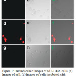 Figure 1: Luminescence images of NCI-H446 cells. (a) Images of cell. (d) Images of cells incubated with probe 10 (30 μM) for 8 h at 37°C. (g)