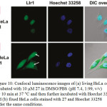 Figure 10: Confocal luminescence images of (a) living HeLa cells incubated with 10 μM 27 in DMSO/PBS (pH 7.4, 1:99, v/v) for 10 min at 37 °C and then further incubated with Hoechst 33258, and (b) fixed HeLa cells stained with 27 and Hoechst 33258 under the same conditions. 