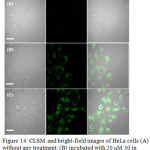 Figure 14: CLSM and bright-field images of HeLa cells (A) without any treatment; (B) incubated with 20 μM 30 in DMSO/PBS (pH 7.0, 1/49, v/v, 10 mM) for 1 h at 37°C.