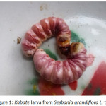 Figure 1: Kabate larva from Sesbania grandiflora L. tree