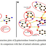 Figure 2: The ligand interaction plots of β-galactosidase bound to glutaraldehyde modified matrices (A) and its comparison with that of natural substrate, galactose (B)