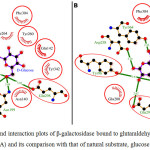 Figure 3: The ligand interaction plots of β-galactosidase bound to glutaraldehyde modified matrices (A) and its comparison with that of natural substrate, glucose (B)