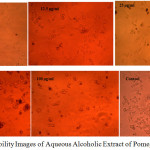 Figure 2: Cell Viability Images of Aqueous Alcoholic Extract of Pomegranate Leaf