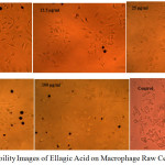 Figure 3: Cell Viability Images of Ellagic Acid on Macrophage Raw Cells