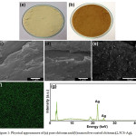 Figure 1: Physical appearances of (a) pure chitosan and (b) nanosilver coated chitosan (2.5CS-Ag).