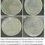 Figure 6: Physical appearances of the petri dishes of S. aureus with initial concentrations of (a) 1.0 × 109 cfu/ml, (b) 4.0 ´ 109 cfu/ml, (c) 3.0×104 cfu/ml and (d) 1.0 × 101 cfu/ml. The sample used for (a), (b) and (c) is 3AgCS-PLA while the sample used in 