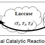 Figure 2: Typical Catalytic Reaction of Laccase.