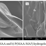 Figure 3: SEM of a) PMAA and b) P(MAA-MA5) hydrogels (magnification ×300)