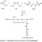 Scheme 1: Synthesis of poly (MAA-MA) hydrogels