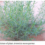 Figure 1: Picture of plant Artemisia monosperma
