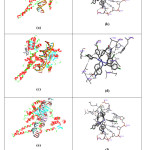 Figure 6: (a), (c) and (e) demonstrate the binding of Co(II), Ni(II) and Cu(II) complexes with active site of human DNA topoisomerase I, and (b), (d) and (f) demonstrate the binding of Co(II), Ni(II) and Cu(II) complexes with selective Nucleotide of human DNA topoisomerase I