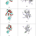 Figure 7: (a) (c) and (e) demonstrate the binding of Co(II), Ni(II) and Cu(II) complexes with active site of NS3 protease-helicase, and (b), (d) and (f) demonstrate the binding of Co(II), Ni(II) and Cu(II) complexes with selective Amino acid residue  of NS3 protease-helicase