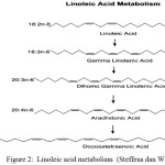 Figure 2: Linoleic acid metabolism (Steffens dan Wirth, 2005)