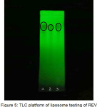 Figure 5: TLC platform of liposome testing of REV method; 1. SWEAF (Rf 0.77); 2. Precipitate (Rf 0.76); 3. Supernatant (Rf 0.77)