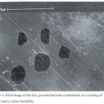 Figure 4: SEM image of the Zro2 powder has been synthesized  at a cooking of 900°C and a 2-hour durability