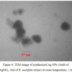 Figure 6: TEM image of synthesized Ag NPs (1mM of AgNO3, 5ml of B. multifida extract at room temperature, 1 h)