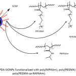 Figure 15: PDA-SiONPs functionalized with poly(NIPAAm), poly(PEGMA) and poly(PEGMA-co-NAPAAm).