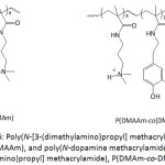 Figure 6: Poly(N-[3-(dimethylamino)propyl] methacrylamide), P(DMAPMAAm), and poly(N-dopamine methacrylamide-co-N-[3-(dimethylamino)propyl] methacrylamide), P(DMAm-co-DMAPMAAm)
