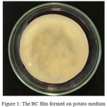 Figure 1: The BC film formed on potato medium