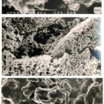 Figure 5: Electron micrographs of unsupported (NH4)2 Pt(ox)2.2H2O after heating at 400oC (a), 550oC (b), and 650oC (c) for 4 hours.