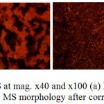 Figure 7: Optical images of MS at mag. x40 and x100 (a) MS morphology after corrosion in 3.5% NaCl/0.5% LEV, (b) MS morphology after corrosion in 3.5% NaCl/3% LEV