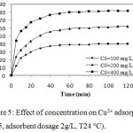 Figure 5: Effect of concentration on Cu2+ adsorption (pH5, adsorbent dosage 2g/L, T24°C).